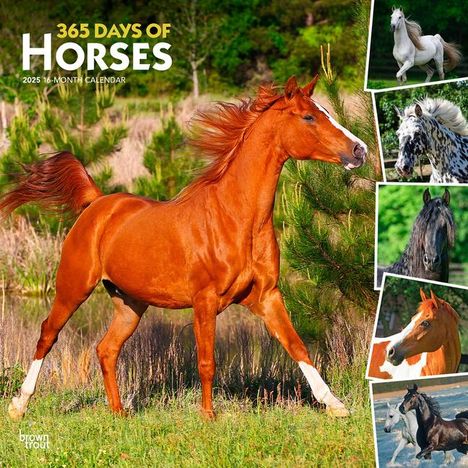 Browntrout: 365 Days of Horses 2025 12 X 24 Inch Monthly Square Wall Calendar Plastic-Free, Kalender