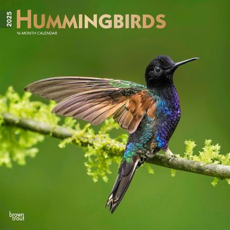 Browntrout: Hummingbirds 2025 12 X 24 Inch Monthly Square Wall Calendar Foil Stamped Cover Plastic-Free, Kalender