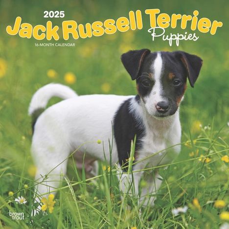 Browntrout: Jack Russell Terrier Puppies 2025 12 X 24 Inch Monthly Square Wall Calendar Plastic-Free, Kalender