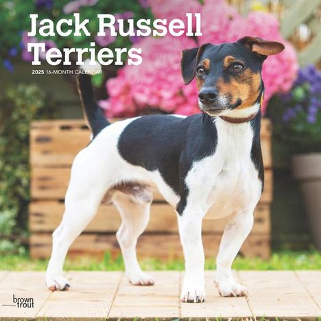 Browntrout: Jack Russell Terriers 2025 12 X 24 Inch Monthly Square Wall Calendar Plastic-Free, Kalender