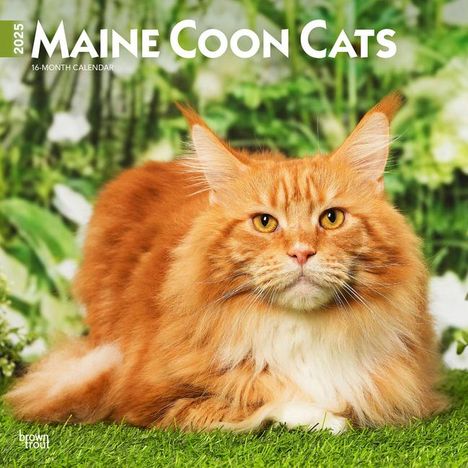 Browntrout: Maine Coon Cats 2025 12 X 24 Inch Monthly Square Wall Calendar Plastic-Free, Kalender