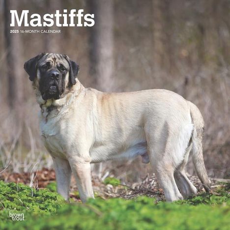 Browntrout: Mastiffs 2025 12 X 24 Inch Monthly Square Wall Calendar Plastic-Free, Kalender