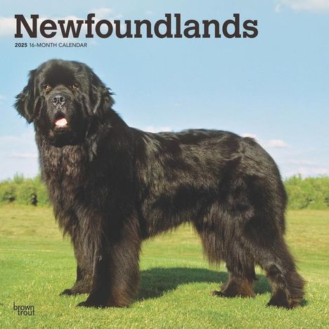 Browntrout: Newfoundlands 2025 12 X 24 Inch Monthly Square Wall Calendar Plastic-Free, Kalender