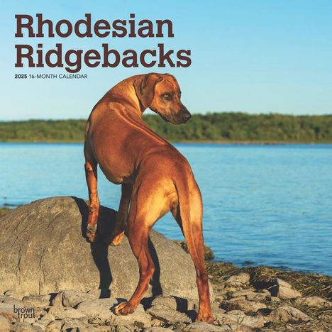 Browntrout: Rhodesian Ridgebacks 2025 12 X 24 Inch Monthly Square Wall Calendar Plastic-Free, Kalender