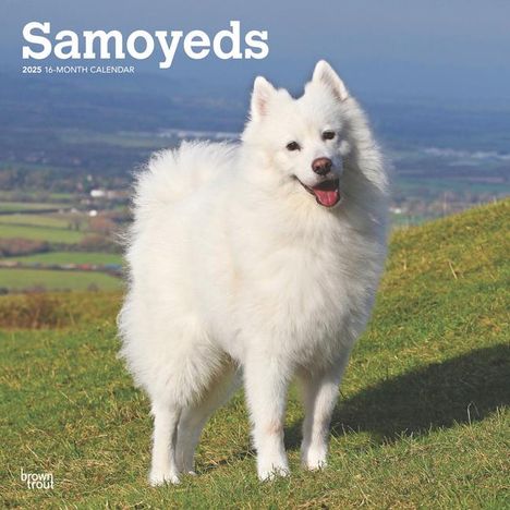 Browntrout: Samoyeds 2025 12 X 24 Inch Monthly Square Wall Calendar Plastic-Free, Kalender