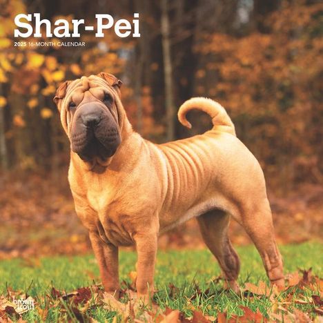 Browntrout: Shar Pei 2025 12 X 24 Inch Monthly Square Wall Calendar Plastic-Free, Kalender