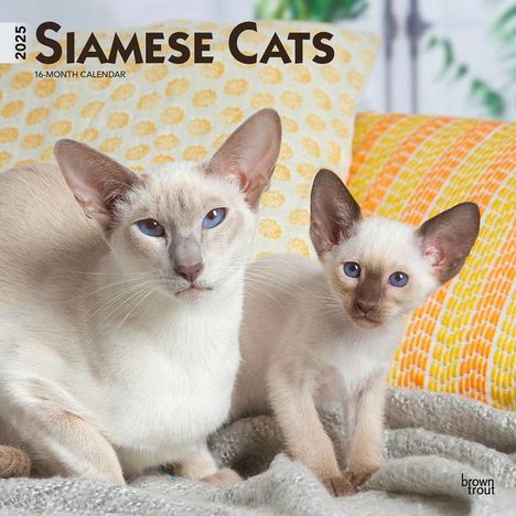 Browntrout: Siamese Cats 2025 12 X 24 Inch Monthly Square Wall Calendar Plastic-Free, Kalender