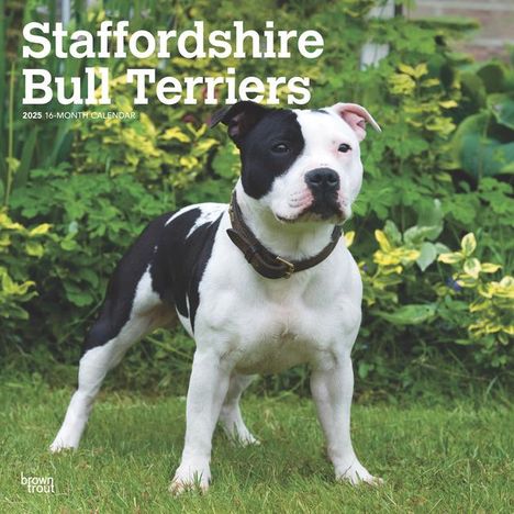 Browntrout: Staffordshire Bull Terriers 2025 12 X 24 Inch Monthly Square Wall Calendar Plastic-Free, Kalender