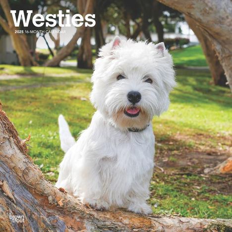 Browntrout: West Highland White Terriers 2025 12 X 24 Inch Monthly Square Wall Calendar Plastic-Free, Kalender