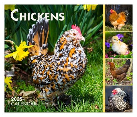 Browntrout: Chickens 2025 6 X 5 Inch Daily Desktop Box Calendar New Page Every Day, Kalender