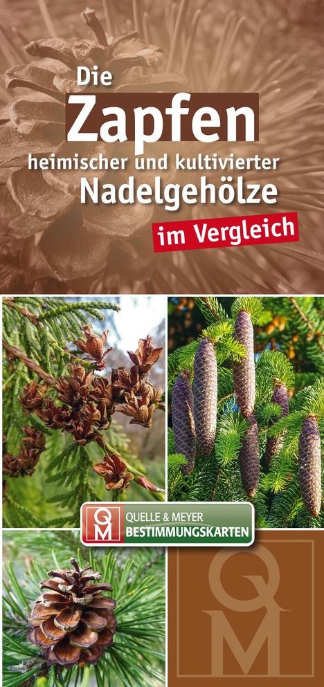 Die Zapfen heimischer und kultivierter Nadelgehölze im Vergleich, Buch