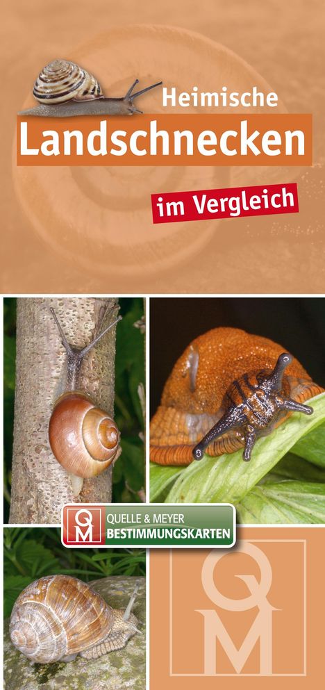 Heimische Landschnecken im Vergleich, Buch