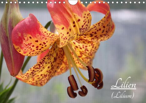 Katrin Lantzsch: Lantzsch, K: Lilien (Lilium) (Wandkalender 2021 DIN A4 quer), Kalender