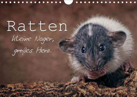 Thorsten Nilson: Nilson, T: Ratten. Kleine Nager, großes Herz. (Wandkalender, Kalender