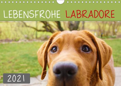 Alexandra Kurz: Kurz, A: Lebensfrohe Labradore (Wandkalender 2021 DIN A4 que, Kalender