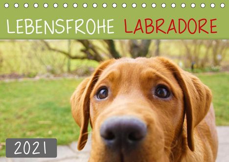 Alexandra Kurz: Kurz, A: Lebensfrohe Labradore (Tischkalender 2021 DIN A5 qu, Kalender