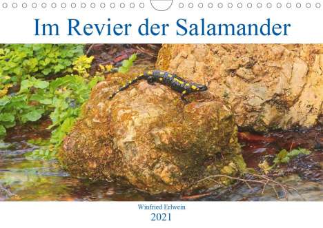 Winfried Erlwein: Erlwein, W: Im Revier der Salamander (Wandkalender 2021 DIN, Kalender