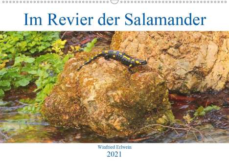 Winfried Erlwein: Erlwein, W: Im Revier der Salamander (Wandkalender 2021 DIN, Kalender