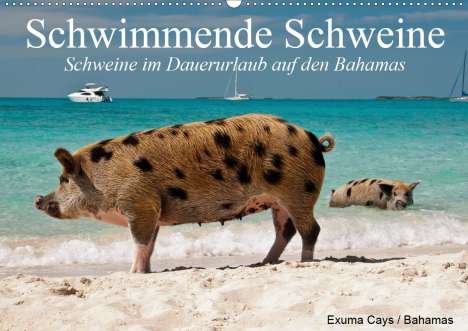 Elisabeth Stanzer: Stanzer, E: Schwimmende Schweine (Wandkalender 2021 DIN A2 q, Kalender