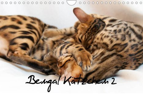Sylke Enderlein - Bethari Bengals: Enderlein - Bethari Bengals, S: Bengal Kätzchen 2 (Wandkalen, Kalender