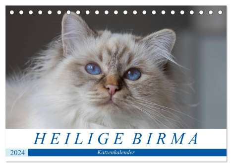 Michaela Münch: Heilige Birma Katzenkalender (Tischkalender 2024 DIN A5 quer), CALVENDO Monatskalender, Kalender