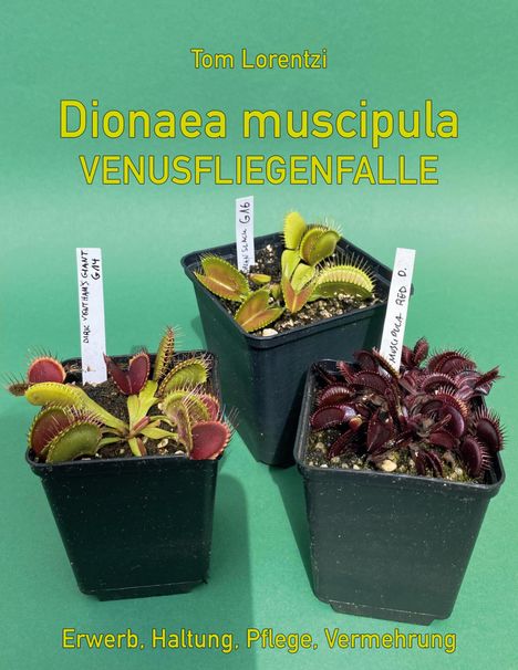 Tom Lorentzi. Dionaea muscipula, Venusfliegenfalle. Erwerb, Haltung, Pflege, Vermehrung. Drei Pflanzen in Töpfen.