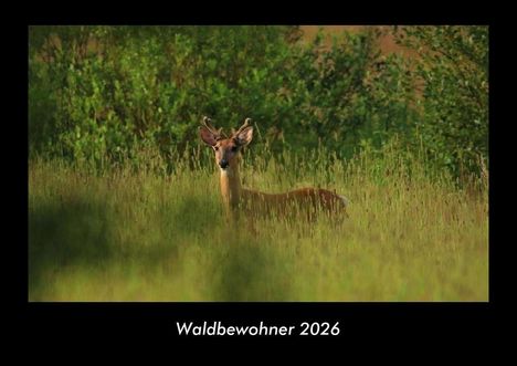Tobias Becker: Waldbewohner 2026 Fotokalender DIN A3, Kalender