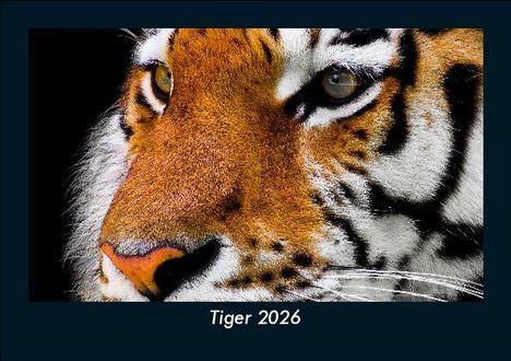 Tobias Becker: Tiger 2026 Fotokalender DIN A5, Kalender