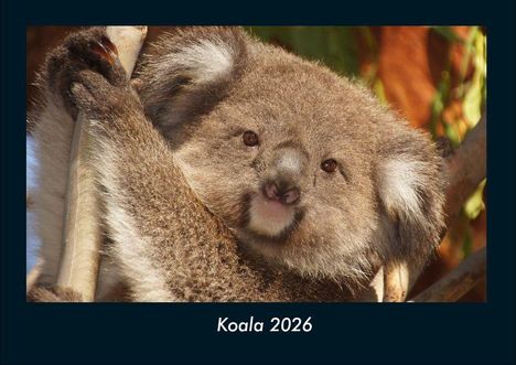 Tobias Becker: Koala 2026 Fotokalender DIN A4, Kalender