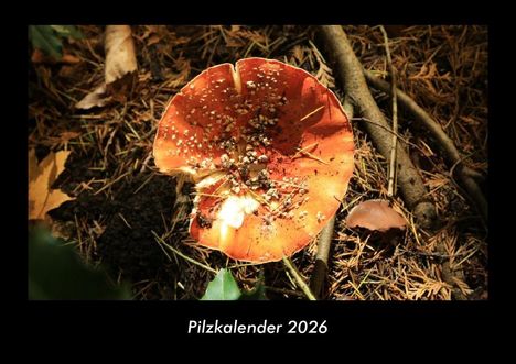 Tobias Becker: Pilzkalender 2026 Fotokalender DIN A3, Kalender