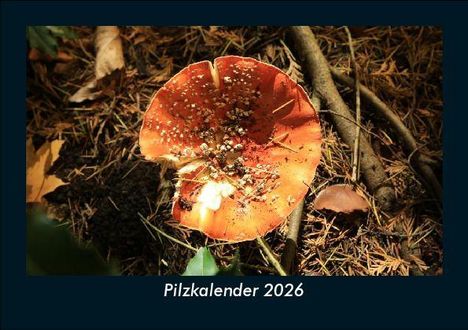 Tobias Becker: Pilzkalender 2026 Fotokalender DIN A5, Kalender