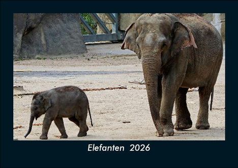 Tobias Becker: Elefanten 2026 Fotokalender DIN A5, Kalender