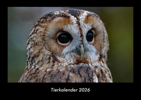 Tobias Becker: Tierkalender 2026 Fotokalender DIN A3, Kalender