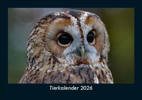 Tobias Becker: Tierkalender 2026 Fotokalender DIN A5, Kalender