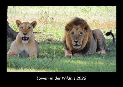 Tobias Becker: Löwen in der Wildnis 2026 Fotokalender DIN A3, Kalender