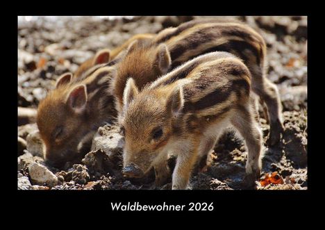 Tobias Becker: Waldbewohner 2026 Fotokalender DIN A3, Kalender