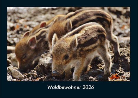Tobias Becker: Waldbewohner 2026 Fotokalender DIN A4, Kalender