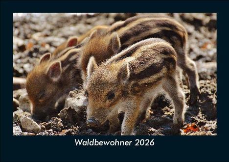 Tobias Becker: Waldbewohner 2026 Fotokalender DIN A5, Kalender