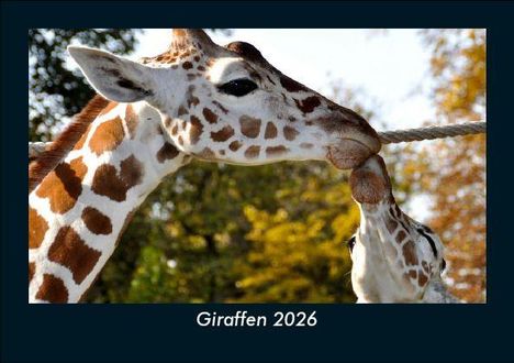 Tobias Becker: Giraffen 2026 Fotokalender DIN A5, Kalender