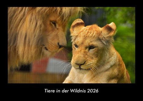 Tobias Becker: Tiere in der Wildnis 2026 Fotokalender DIN A3, Kalender