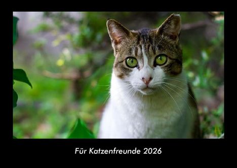 Tobias Becker: Für Katzenfreunde 2026 Fotokalender DIN A3, Kalender
