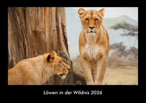Tobias Becker: Löwen in der Wildnis 2026 Fotokalender DIN A3, Kalender