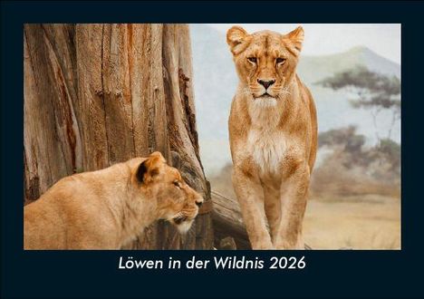 Tobias Becker: Löwen in der Wildnis 2026 Fotokalender DIN A5, Kalender