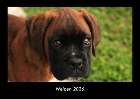 Tobias Becker: Welpen 2026 Fotokalender DIN A3, Kalender