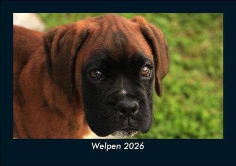 Tobias Becker: Welpen 2026 Fotokalender DIN A5, Kalender
