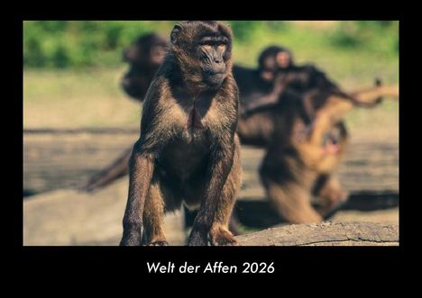 Tobias Becker: Welt der Affen 2026 Fotokalender DIN A3, Kalender