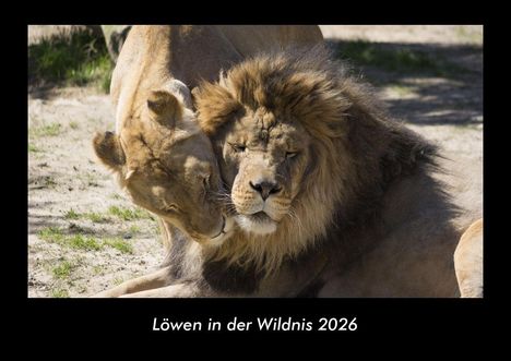 Tobias Becker: Löwen in der Wildnis 2026 Fotokalender DIN A3, Kalender