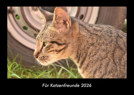 Tobias Becker: Für Katzenfreunde 2026 Fotokalender DIN A3, Kalender
