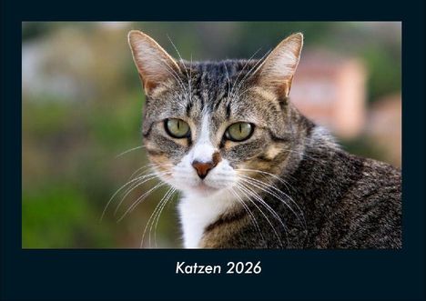 Tobias Becker: Katzen 2026 Fotokalender DIN A4, Kalender