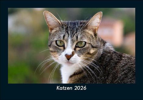 Tobias Becker: Katzen 2026 Fotokalender DIN A5, Kalender